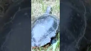 I Find A Turtle It's Just From Ohio Of Saturn🐢🪐🤨