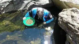 Fish Love Gold Prospectors