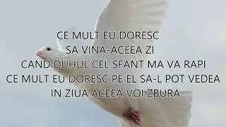 NEGATIV & VERSURI - VOI ZBURA CA UN ALB PORUMBEL - Noua Generatie 2024