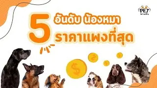5 อันดับ น้องหมาสินสอดแพง แต่ละตัวไม่ธรรมดา  | นุดรู้ไหม EP.5