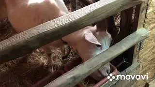 Тесты на беременность коз. Результат теста🤔