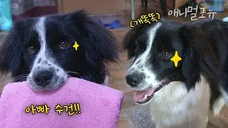 나보다 똑똑한 견생 6개월 차 보더콜리.. 알파벳, 심부름까지 척척?! 🐶 | KBS 생생정보 150702 방송