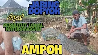 Perkutut Lokal Katuranggan AMPOH Dapat Dari Jaring DOPYOK ‼️