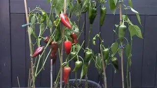 Faire pousser du poivron en pot/ Growing peppers in containers