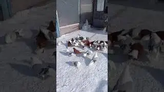 Голуби