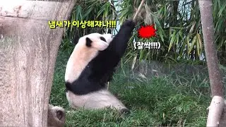 자기가 잘못 골라놓고 서리 맴매하는 푸질머리 푸바오👊🏻😡