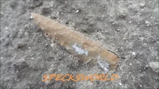 WAY OUT WEST witH a STICK