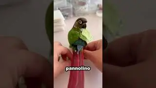 The parrot who wears a diaper to fly indoors 🦜