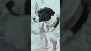 LAIKA, la PERRA ESPACIAL y su triste historia #Shorts