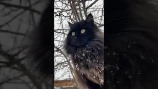 Добрый зверёк 🧙‍♂️ lilsk8_kitty