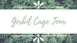 - Gerbil Cage Tour ~ Kays'Pets -