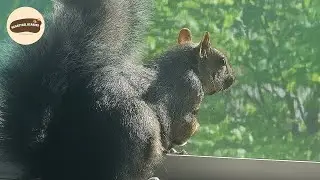 3 Rescued Squirrels Who Finally Found Love and a Safe Home