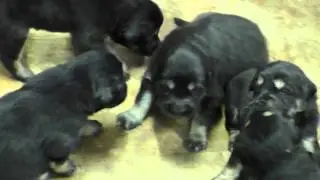 Щенки тибетского мастифа