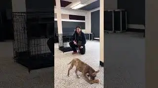 Mavis Puppy K #2 - November 15