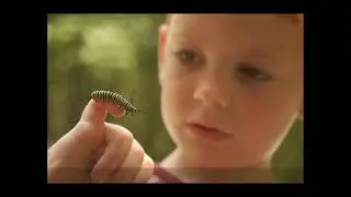 Raising Monarch Butterflies with my children through the years.  Life cycle of the Monarch Butterfly