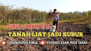 CUKUP 2 BAHAN SAJA‼️SUBURKAN TANAH DI MUSIM KEMARAU