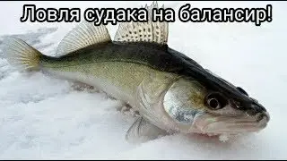 Ловля Судака на Балансир|Отчет за 31.01.2018