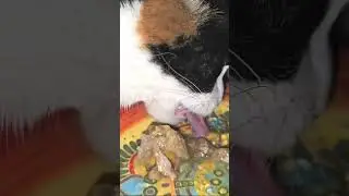 Холодец Для Кошки !