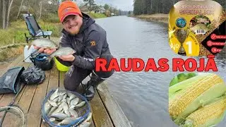 Rojas upes treknās Raudas, bet Gribējās Jūras Karūsu.