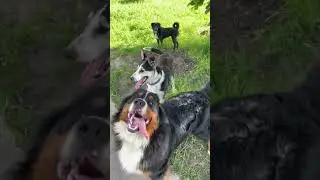 В пам’ять про зниклих, загиблих хвостиків ми відновимо наш Пухнастий гуртожиток РАЗОМ❤️‍🩹