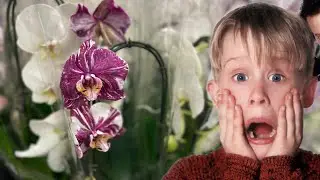 КАКУЮ ОРХИДЕЮ 🌸🌿ВЫБРАТЬ?