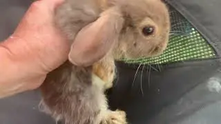 A closer look at the Holland Lops we have left