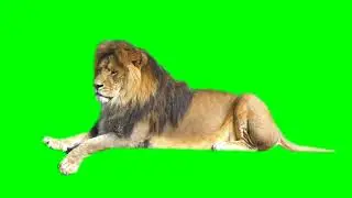 Lion Green Screen | 101 tags