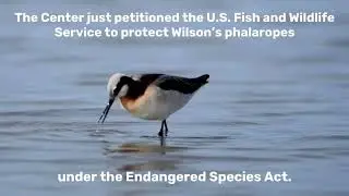 Saving Wilson's Phalaropes