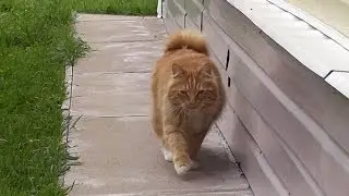 Côte Kuril Bobtail told about himself.