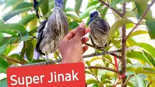 Burung Aneh Tapi Jinak!