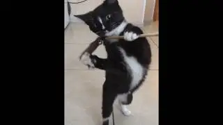 Кошачьи игрушки