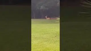Serene Moment: Deer 🦌 Relaxing in the Yard #beautiful #nature #wildlife #georgia