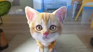 Cat Simulator 2 iOS Android