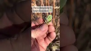 Очиток. Заячья капуста.  Салатное растение. 🌱
