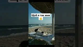 Бульдог Платоша дуже хоче додому #бульдог #собаки #смішне #юмор #забавнітварини #бердянськ #україна