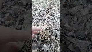 Він просто бездоганний. Зморшок їстівний
