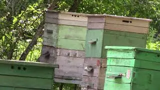 Работа пчёлок  и трели  соловушки
