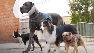 THE WORST MOVIE EVER (STRAYS)
