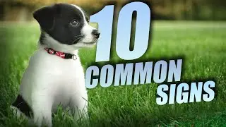 10 Common SIGNS Your DOG LOVES You!