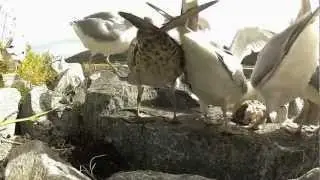 Herring Gulls
