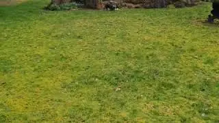 Remi getting Exercise