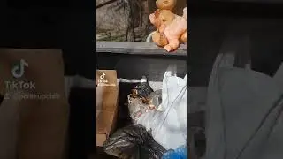 выбросили игрушки на мусорку