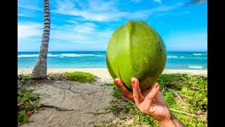 Coconut water at 5th ave. Playa del Carmen