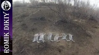 Hare hunting on black trail. (November 2015) 18+