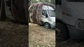 Анаконда схватила микроавтобус