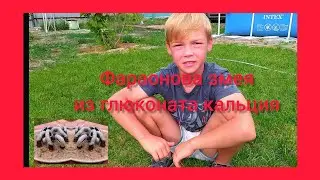 Макс вырастил 10 Фараоновых змей🙄 из глюконата кальция. Эксперимент