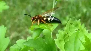 Cicada Killer