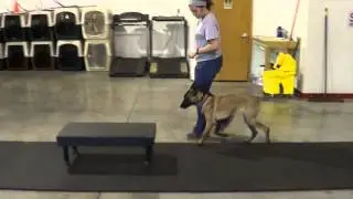 Stella - 5 month old Belgian Malinois off leash