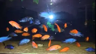 Зебра псевдотрофеус 20160115 212455