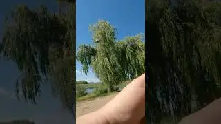 Китайска джаджа за захранване на риба.